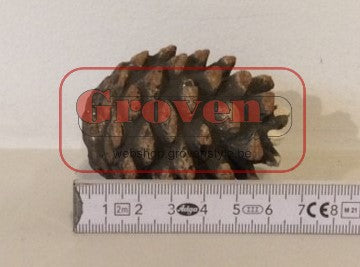 Keramische dennenappel voor gashaard NR 02 Pomme de pin en céramique pour un foyer à gaz
